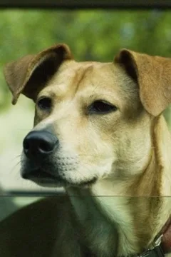 Lucy the Dog