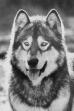 Jed the Wolfdog — фото