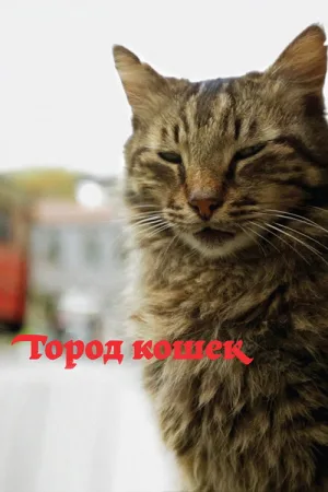 Город кошек — постер
