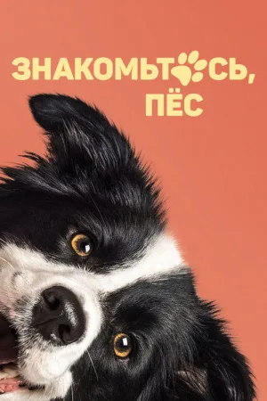 Знакомьтесь, пёс — постер