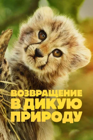 Возвращение в дикую природу — постер