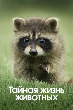 Тайная жизнь животных — постер