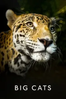 Big Cats — постер