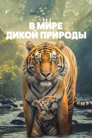 В мире дикой природы — постер