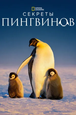 Секреты пингвинов — постер