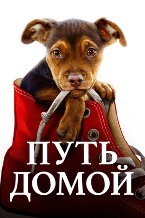 Путь домой — постер