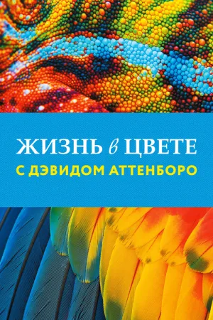 Жизнь в цвете с Дэвидом Аттенборо — постер