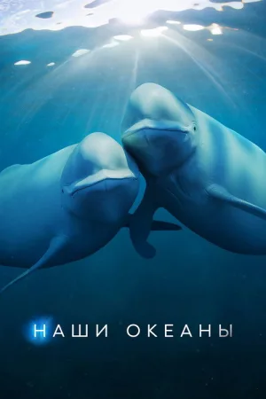 Наши океаны — постер