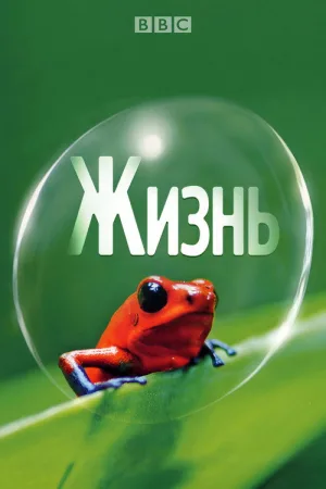 Жизнь — постер