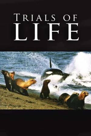 The Trials of Life — постер